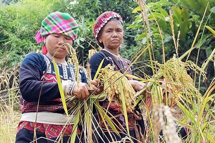 vụ mùa